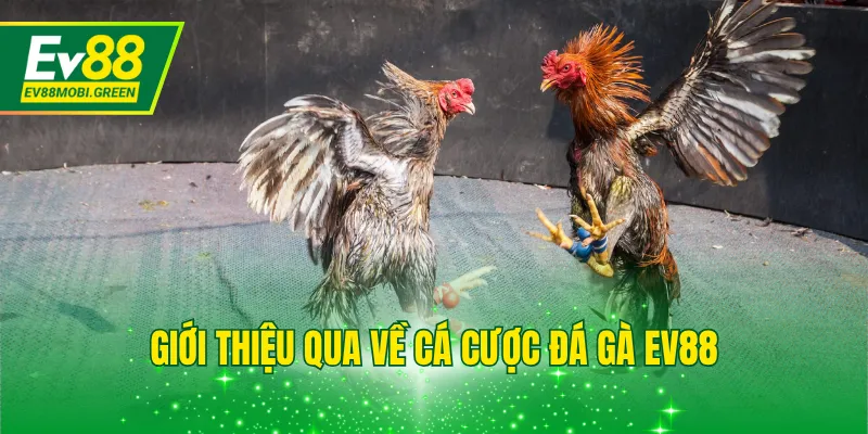 Giới thiệu qua về cá cược đá gà EV88