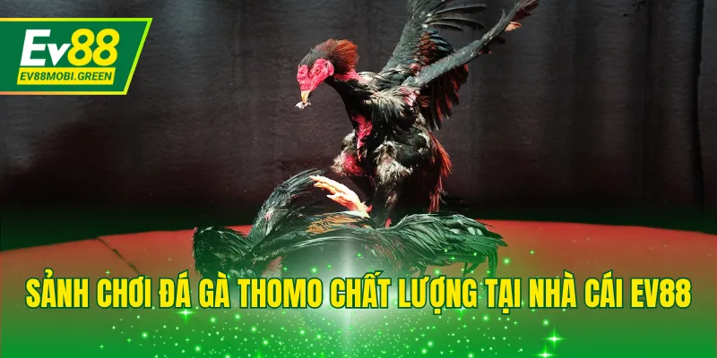 Sảnh chơi đá gà Thomo chất lượng tại nhà cái EV88