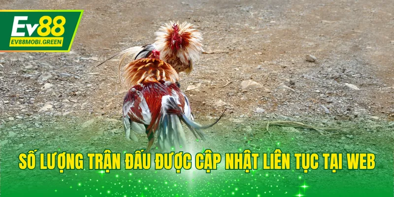 Số lượng trận đấu được cập nhật liên tục tại web