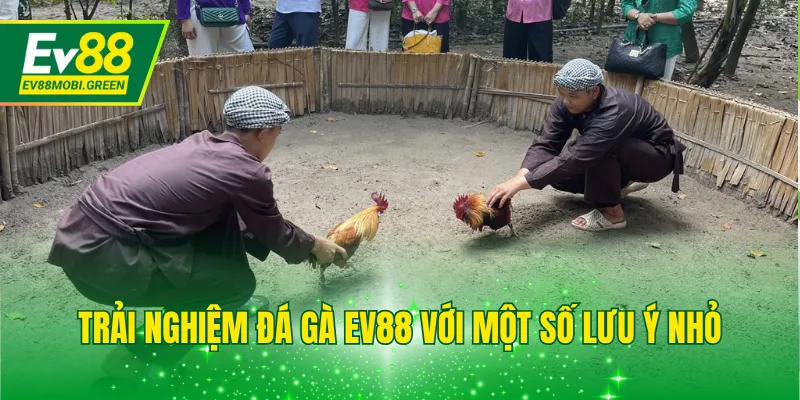 Trải nghiệm đá gà EV88 với một số lưu ý nhỏ